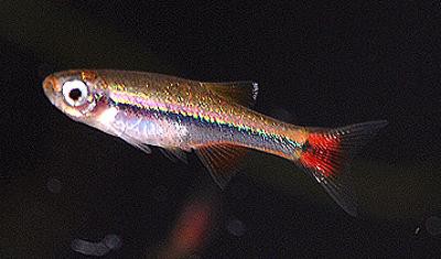 Tanichthys micagemmae - Vietnamesischer Kardinalfisch