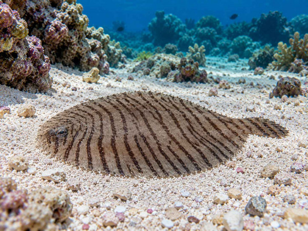 Gymnachirus texae - Zebra-Scholle
