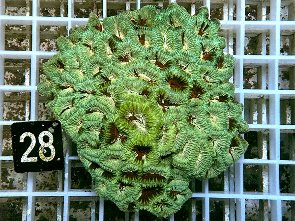 Favia spec.- ultra (28)