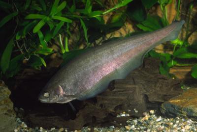 Xenomystus nigri - Afrikanischer Messerfisch, 6-8cm