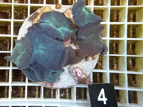 Discosoma spec. - Scheibenanemonen, blau (4)