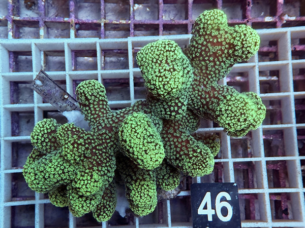 Stylophora pistillata - Buschkoralle grün (46)