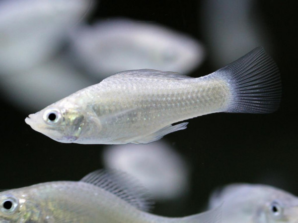 Poecilia latipinna - Silber Molly (Salzwasser)