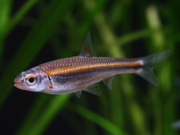 Notropis chrosomus - Regenbogenelritze