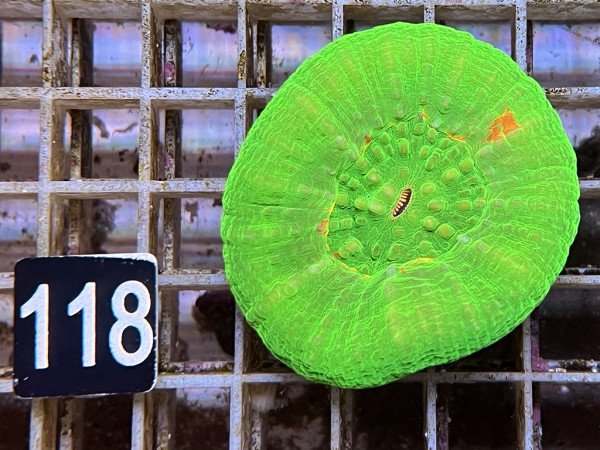 Scolymia australis - Scolymia australis ultra (118)