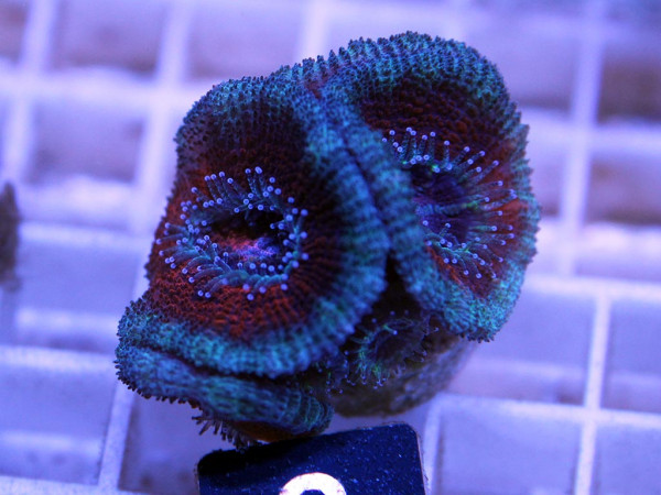 Acanthastrea spec. Frag (2)