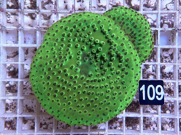 Turbinaria mesenterina - Becherkoralle Green (109)