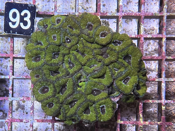 Acanthastrea spec. ultra (93)