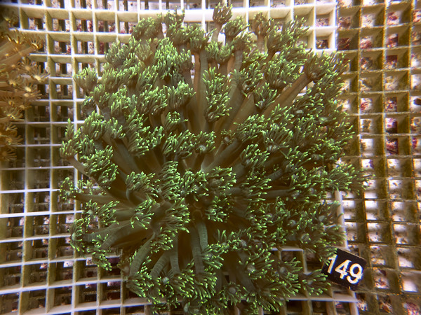 Goniopora spec. grün (149)