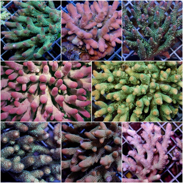 Acropora spec. - Geweihkoralle, Aussi (E 01444/18)
