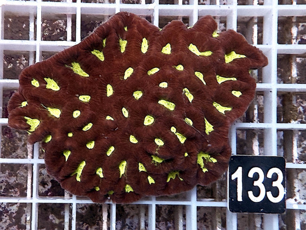 Favites spec. - Favites ultra (133)