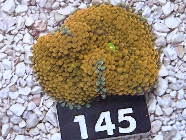 Ricordea floridae - orange (145)