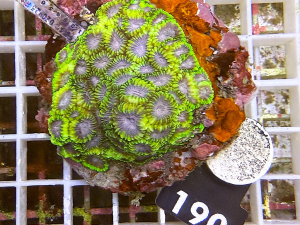 Favia spec. space monkey (190)
