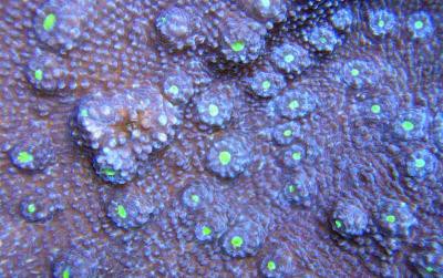 Echinophyllia spp. - Echinophyllia, farbig (E 01149/18)