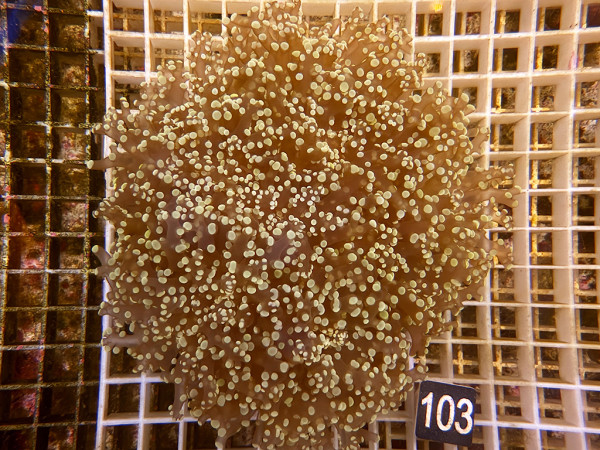 Euphyllia yaeyamaensis orange (103)
