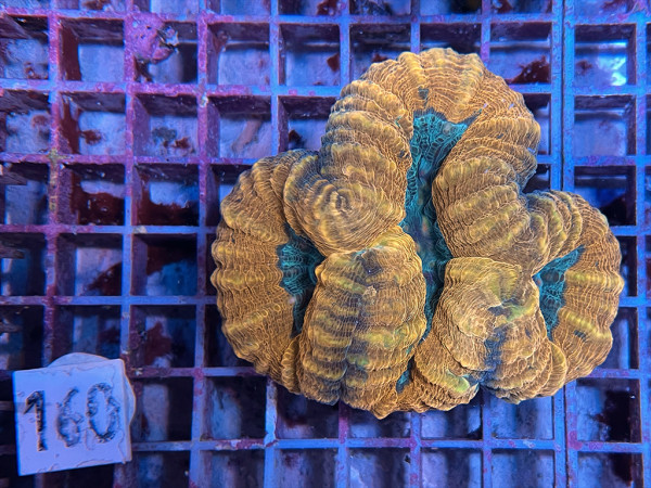 Lobophyllia spec. - Hirnkoralle ultra (160)