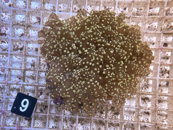 Euphyllia yaeyamaensis gold (9)