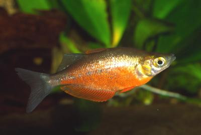 Glossolepis incisus - Lachsroter Regenbogenfisch