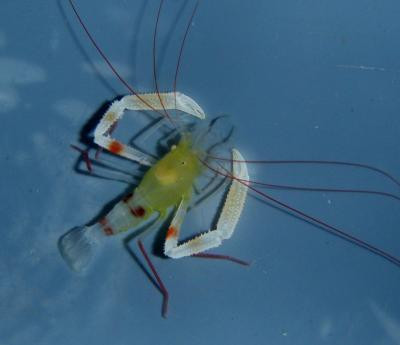 Stenopus zanzibaricus - Zanzibar-Scherengarnele