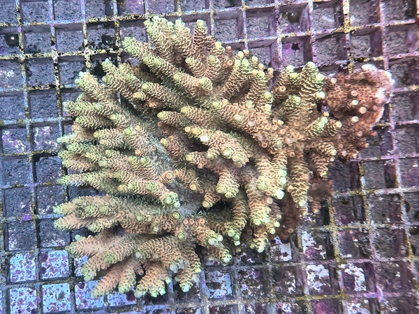 Acropora millepora (115)