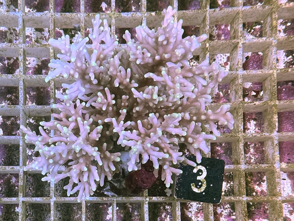 Acropora walindii (3)