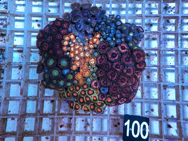 Zoanthus spec. - Zoa Garden Krustenanemonen mix (100)