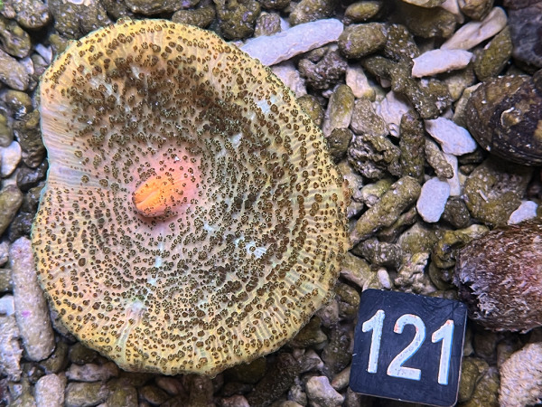 Discosoma carlgreni Karibische Scheibenanemone (121)