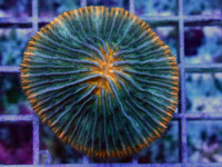 Fungia spec. - Pilzkoralle orange Rim Fungia spec. - Pilzkoralle orange Rim