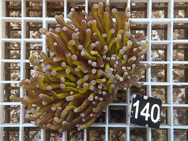 Euphyllia cristata (42)