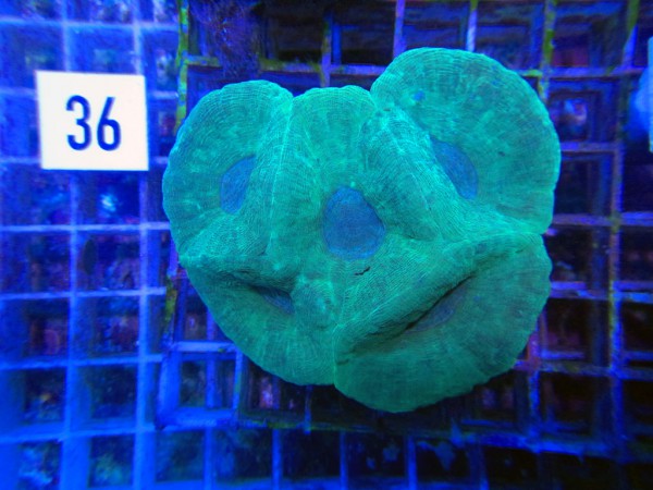 Moseleya latistellata (36)
