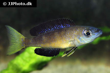 Cyprichromis microlepidotus - Kleinschuppiger Kärpflingbuntbarsch