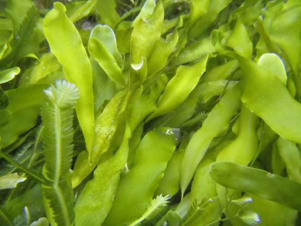 Caulerpa prolifera - Algen