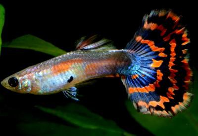 Poecilia reticulata - Multicolor Guppy Männchen