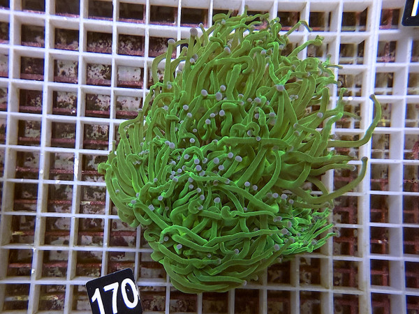 Euphyllia glabrescens - grün (170)