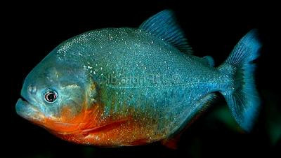 Pygocentrus nattereri - Roter Piranha, 5-6cm