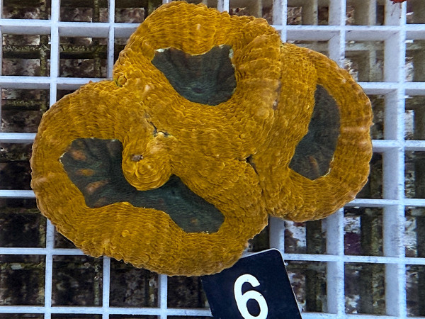 Lobophyllia spec. - Hirnkoralle ultra (6)