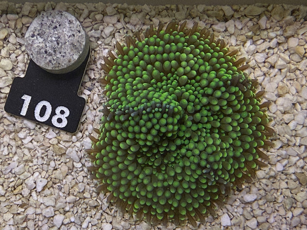 Ricordea floridae - grün (108)