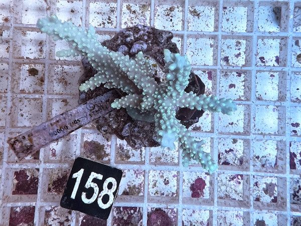 Acropora spec. (158)
