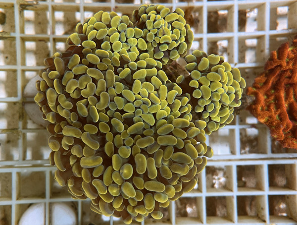 Euphyllia paraancora - Hammerkoralle gold