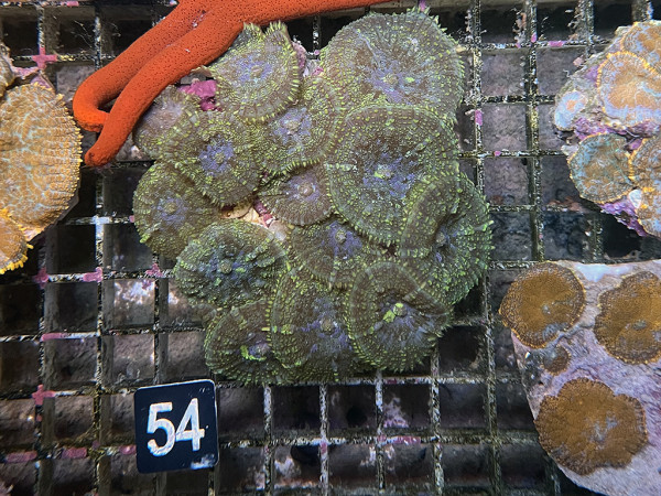 Rhodactis spec. (54)