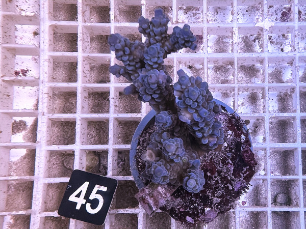 Acropora spec. (45)