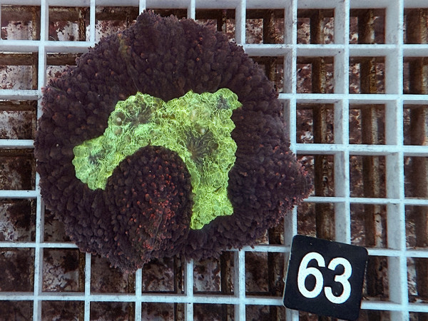 Lobophyllia spec. - Hirnkoralle ultra (63)