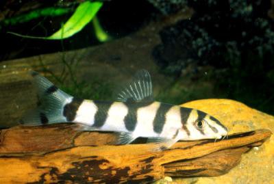 Botia histrionica - Zebrastreifenschmerle