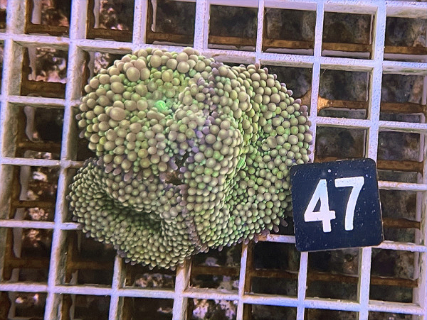 Ricordea floridae - Florida-Scheibenanemonen (47)