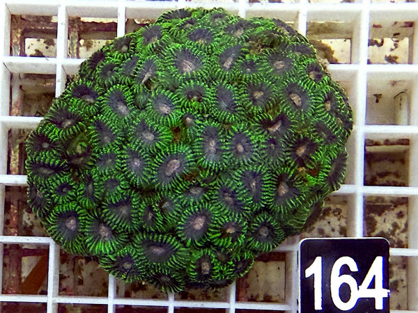 Favia spec. space monkey (164)
