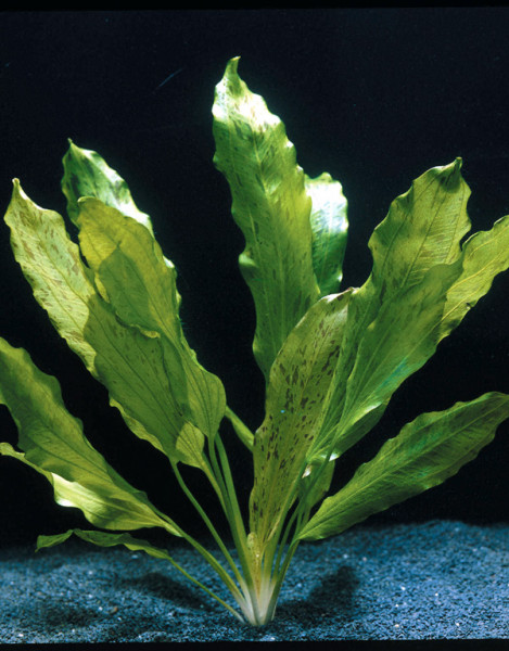 Echinodorus spec. Ozelot Green - Gefleckte Schwertpflanze, Topf