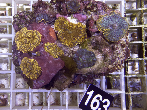 Rhodactis cf. inchoata - Fussel-Scheibenanemonen (163)