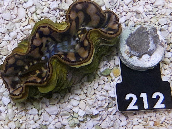 Tridacna maxima 5-6 cm (212)