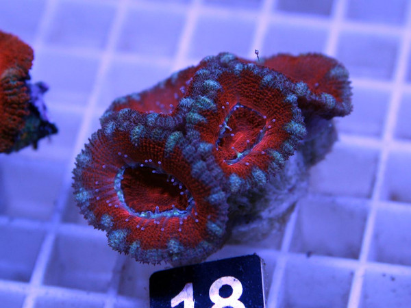 Acanthastrea spec. Frag (18)