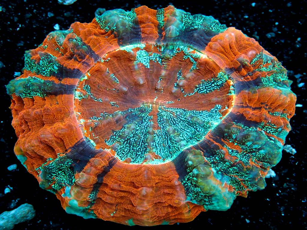 Mussidae AqZeNo Aquaristik Zentrum Nord